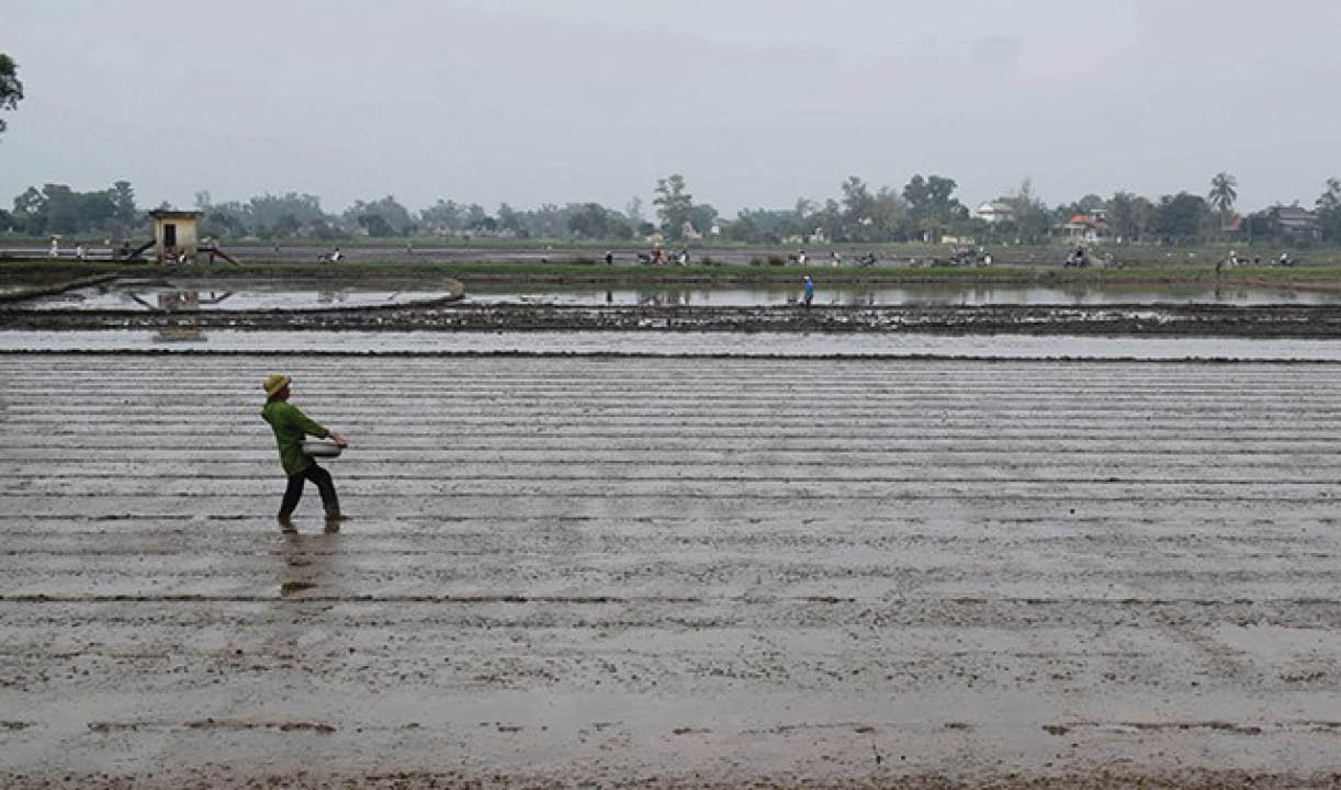Chuẩn bị tốt cho vụ hè thu thắng lợi