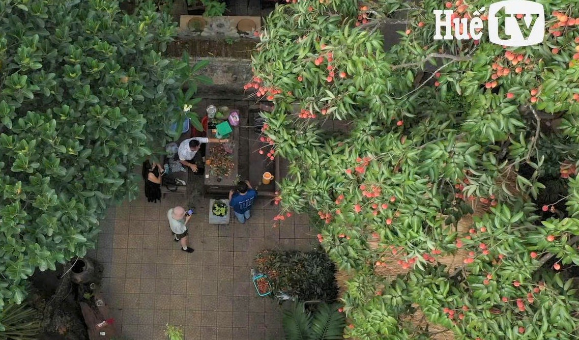 Hắc lệ chi 130 năm tuổi ở phủ Mỹ Hóa Công