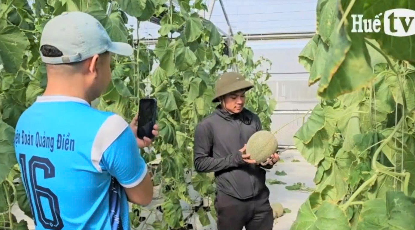 Thu hoạch dưa lưới ichiba trên rú cát