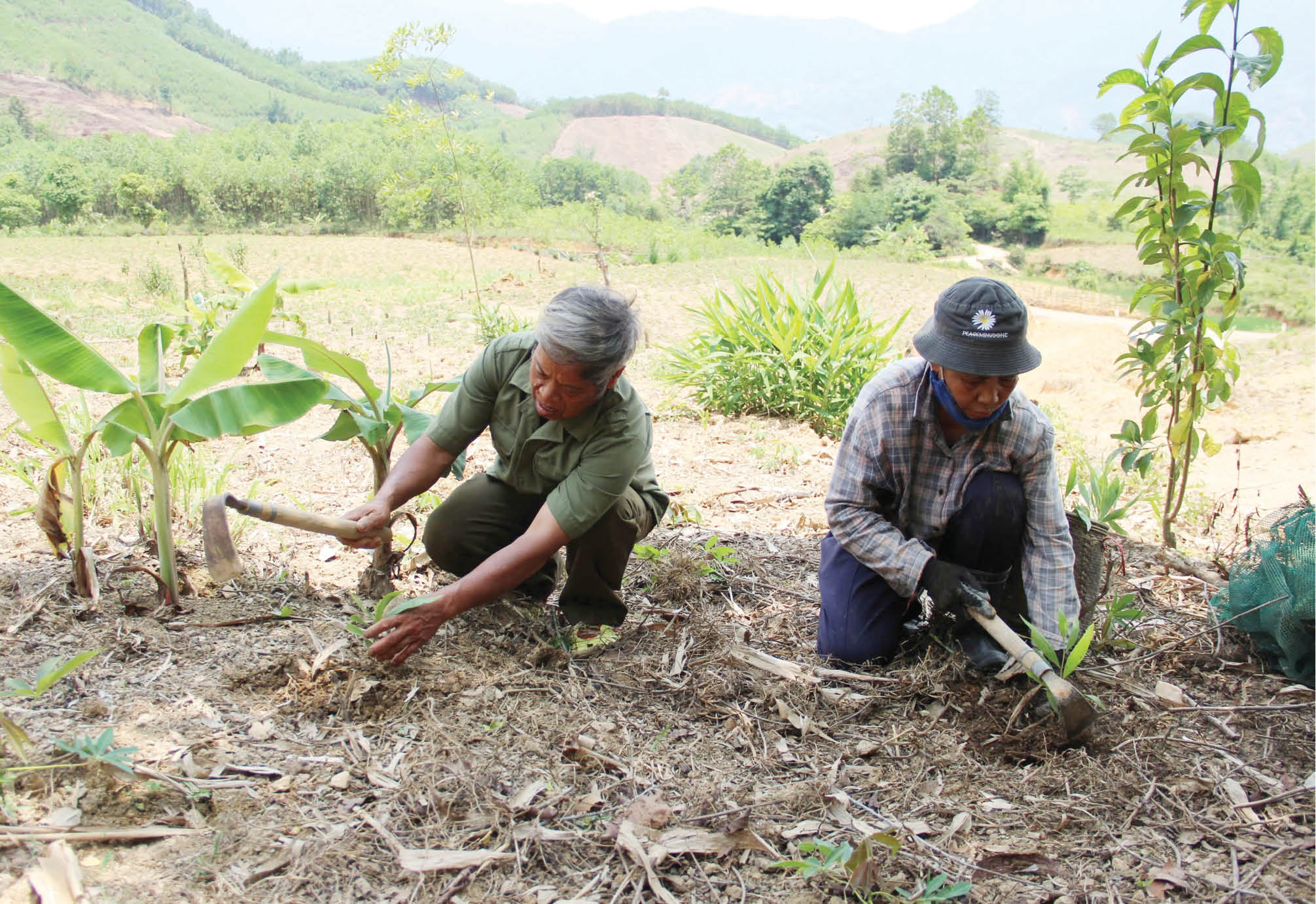 Cây đại thụ của bản