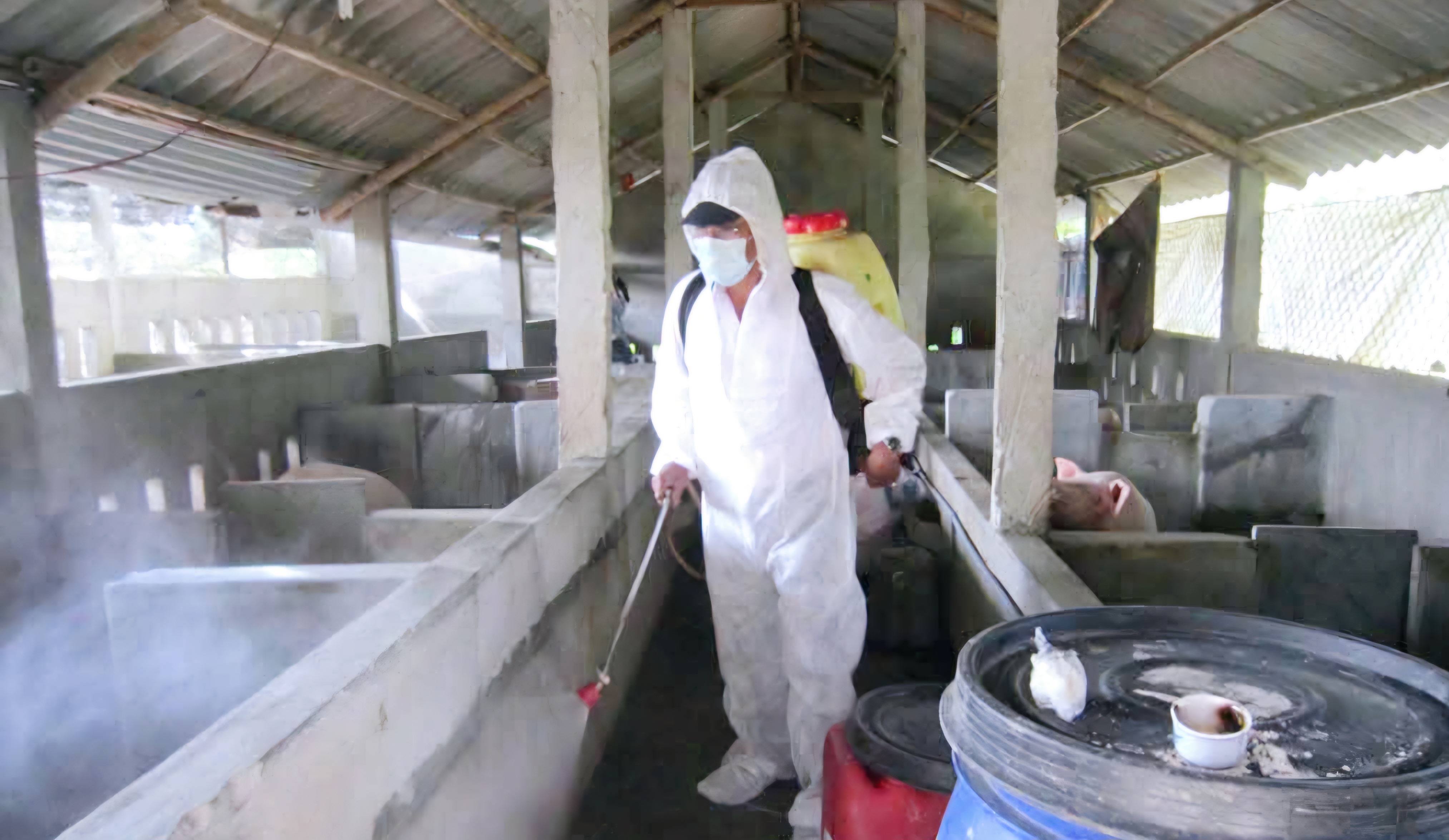 Chủ động ​chặn bệnh liên cầu lợn từ cơ sở ​