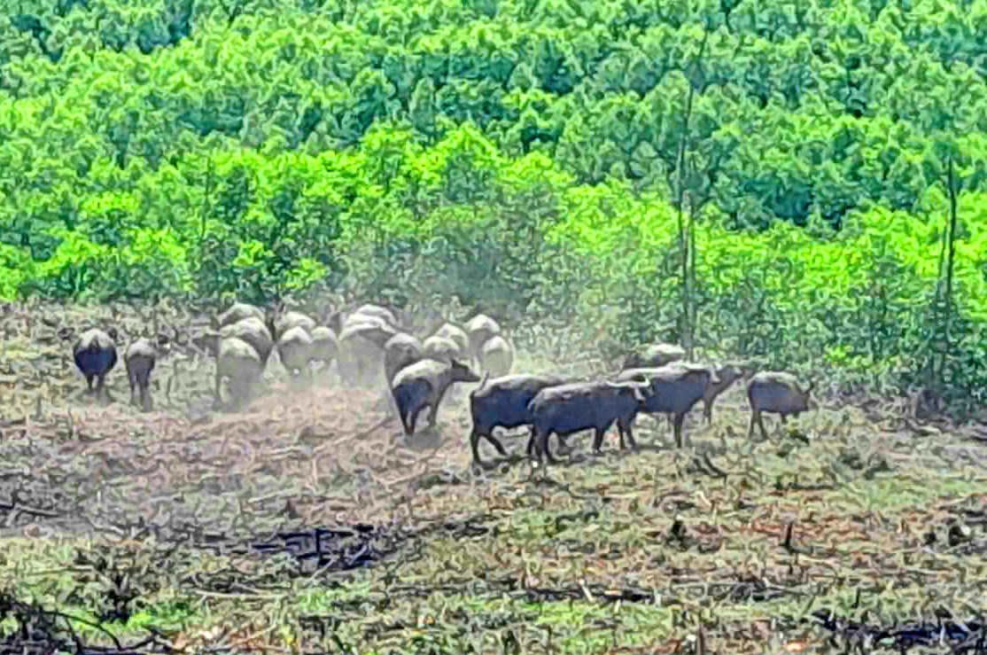 Quyết liệt xử lý trâu, bò thả rông phá hoại rừng trồng, hoa màu