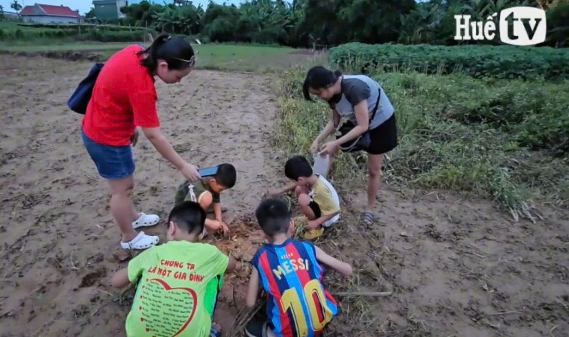 Đưa con đi mót đậu phụng