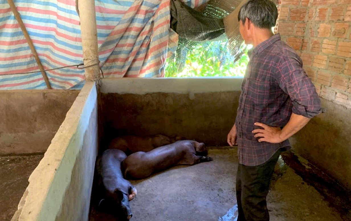 Tăng cường phòng chống, khống chế dịch bệnh trên đàn lợn