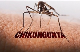 WHO cảnh báo nguy cơ lây lan cao của virus Chikungunya