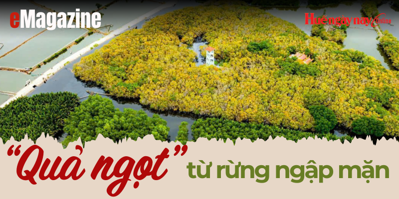 Quả ngọt” từ rừng ngập mặn - Kỳ 1 Hành trình tạo đai xanh trên phá