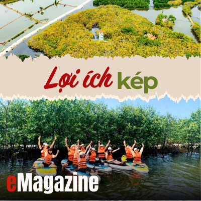 Quả ngọt” từ rừng ngập mặn - Kỳ 2 Lợi ích kép