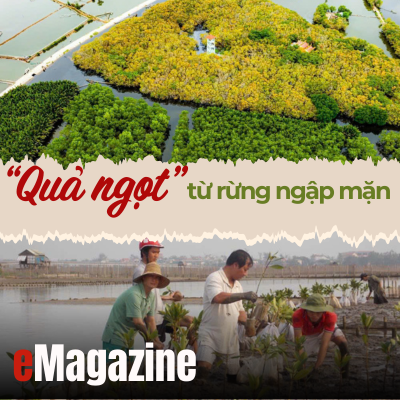 Quả ngọt” từ rừng ngập mặn - Kỳ 1 Hành trình tạo đai xanh trên phá
