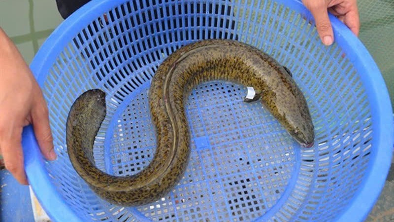 Nhiều bệnh nhân nhiễm độc tố ciguatoxin do ăn phải cá biển