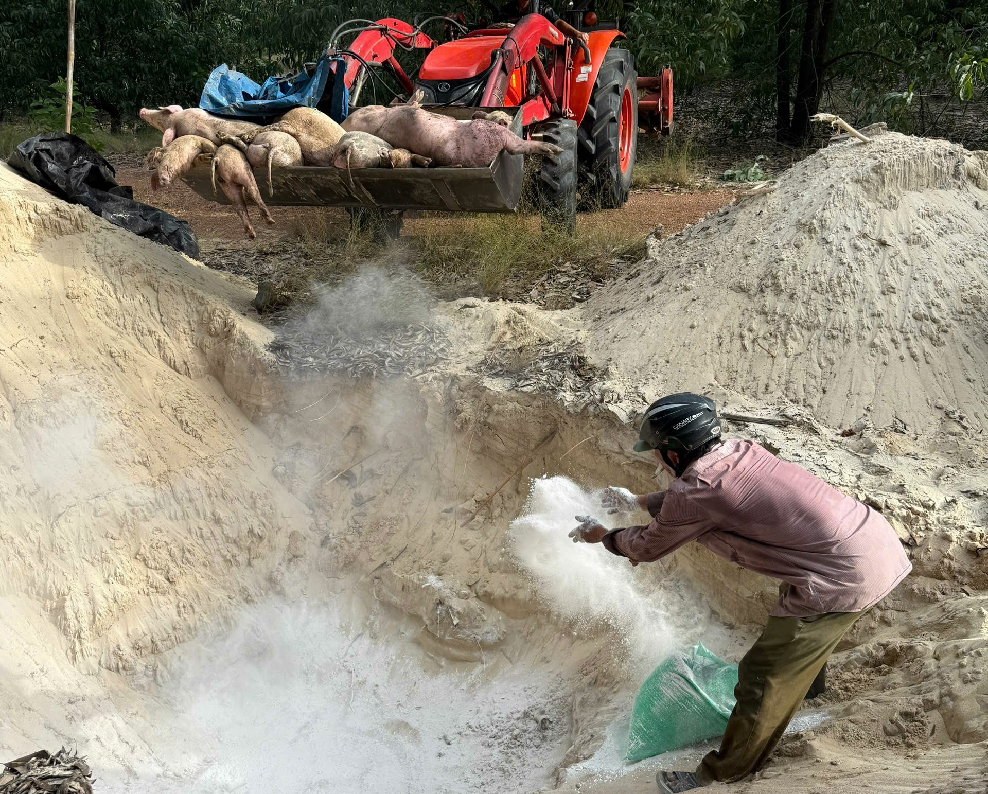 Kịp thời tiêu hủy lợn bệnh, không để dịch bệnh lây lan