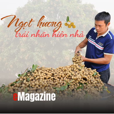 Ngọt hương trái nhãn hiên nhà