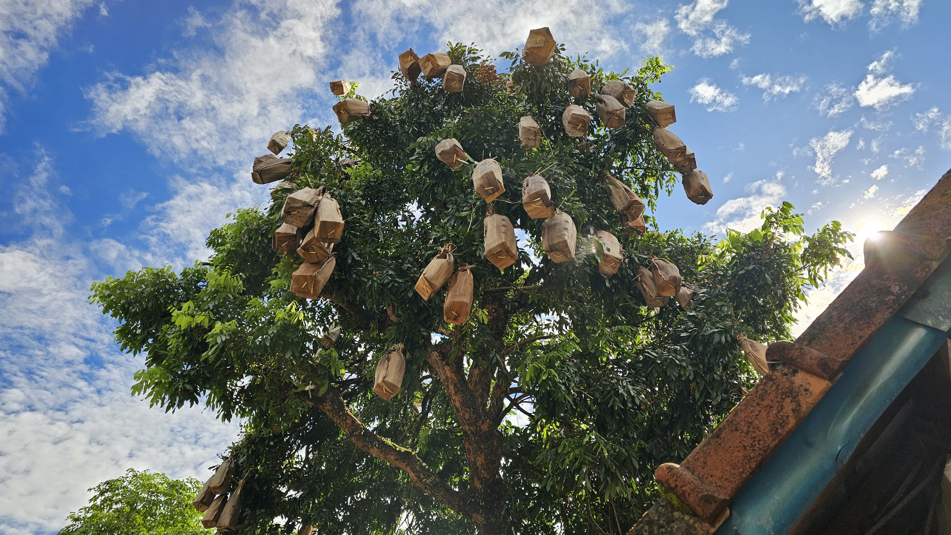 Người Huế thu hoạch nhãn lồng mo cau