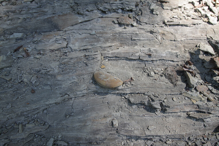 Phát hiện ba thế giới cổ đại nguyên vẹn dưới lòng đất bang Illinois của Mỹ