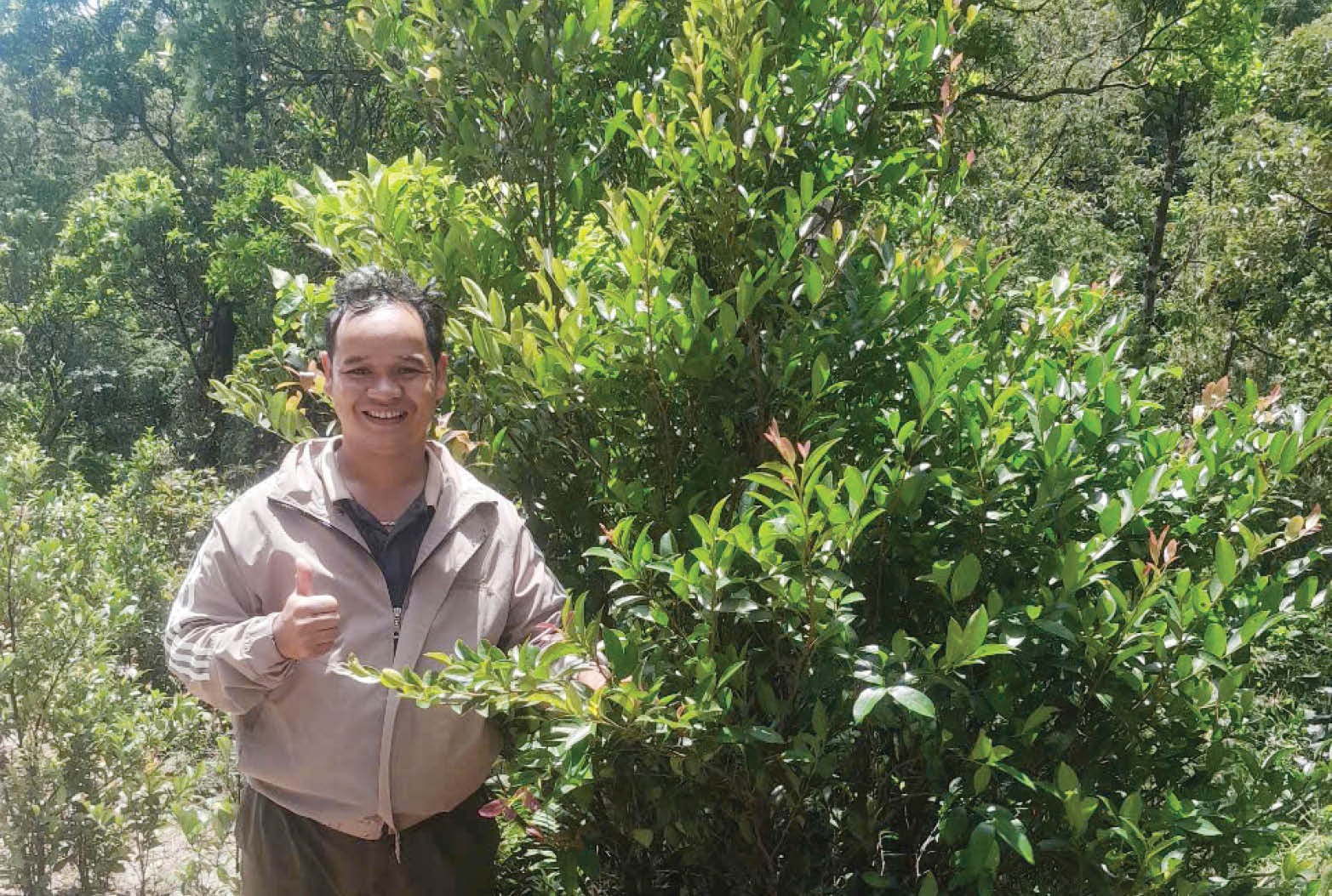 Đã tìm thấy chè rừng cổ thụ ở Khu Dự trữ Thiên nhiên Phong Điền