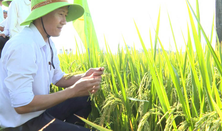 Trồng lúa hữu cơ - hướng đi bền vững