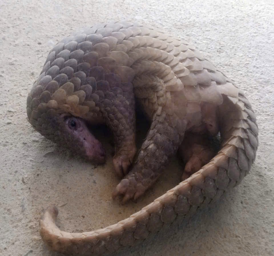 P Kim Trà Chính quyền tiếp nhận động vật rừng nhóm IB do người dân giao nộp