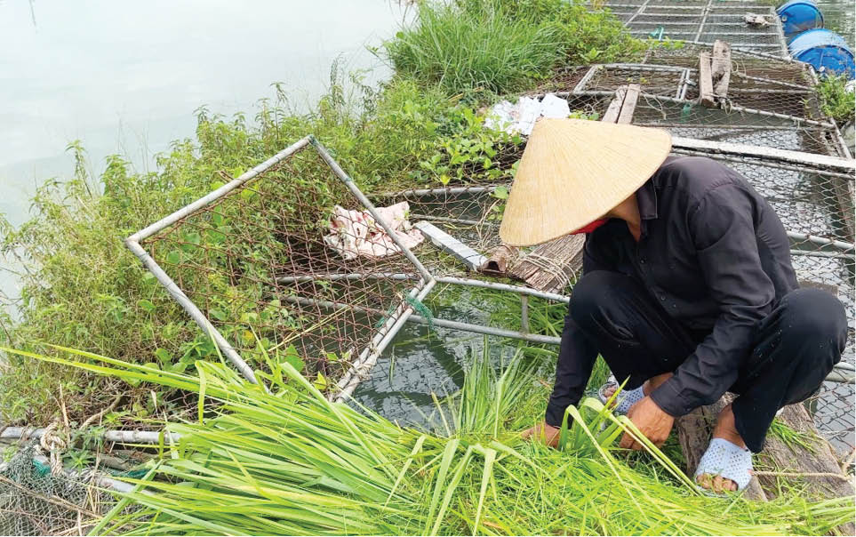 Chuyển đổi mô hình nuôi cá lồng trên sông Bồ