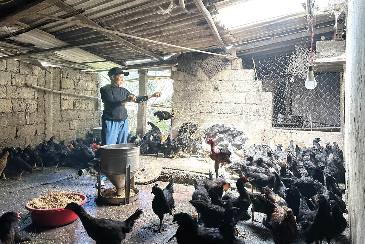 Làm giàu từ nuôi gà đen H’Mông