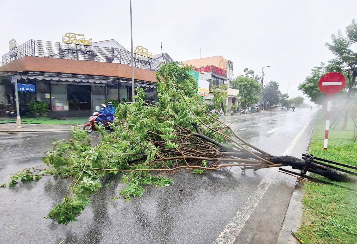 Số hóa cây xanh, an toàn mùa bão gió