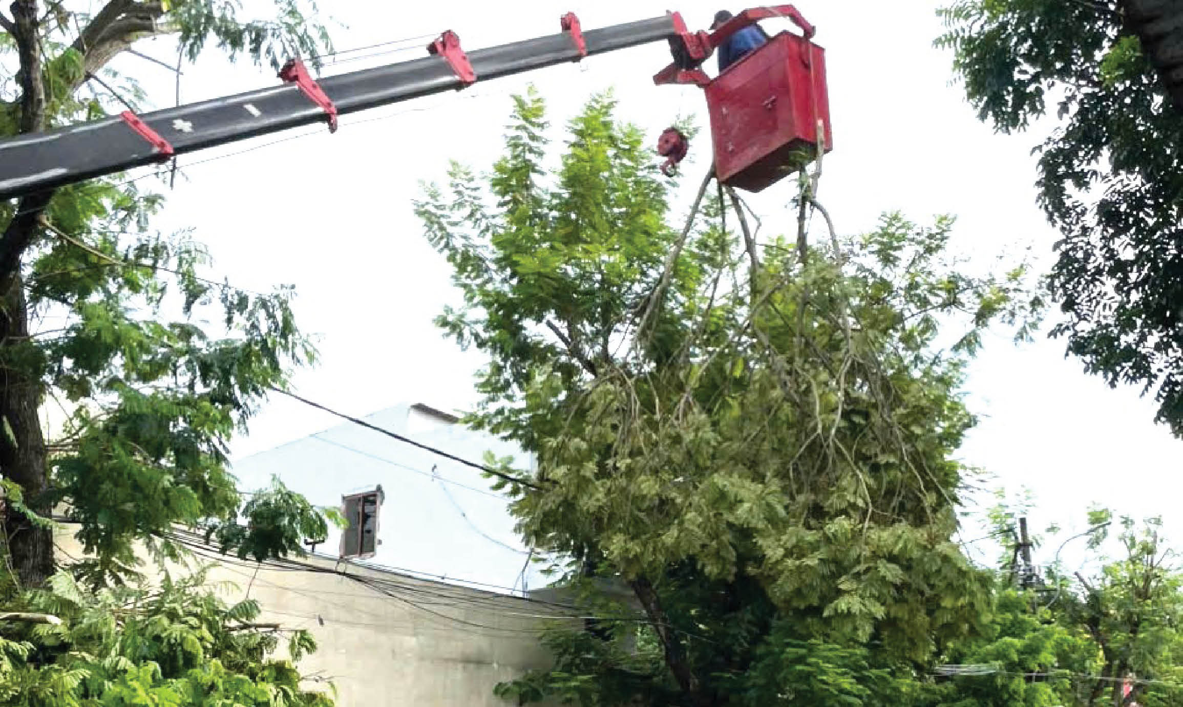 Bảo vệ cây xanh, “mạnh tay” cắt, tỉa
