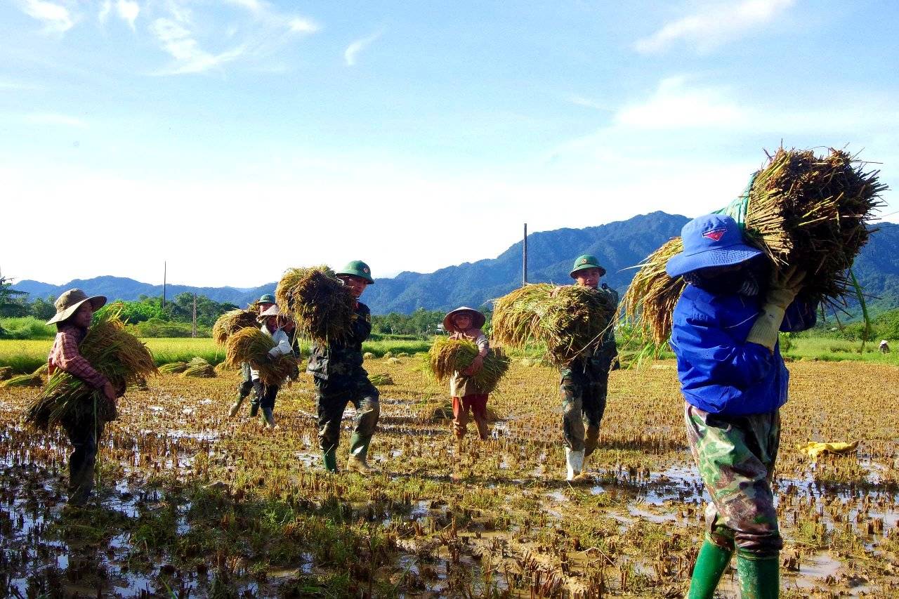 Đoàn Kinh tế - Quốc phòng 92 giúp dân thu hoạch lúa sau bão