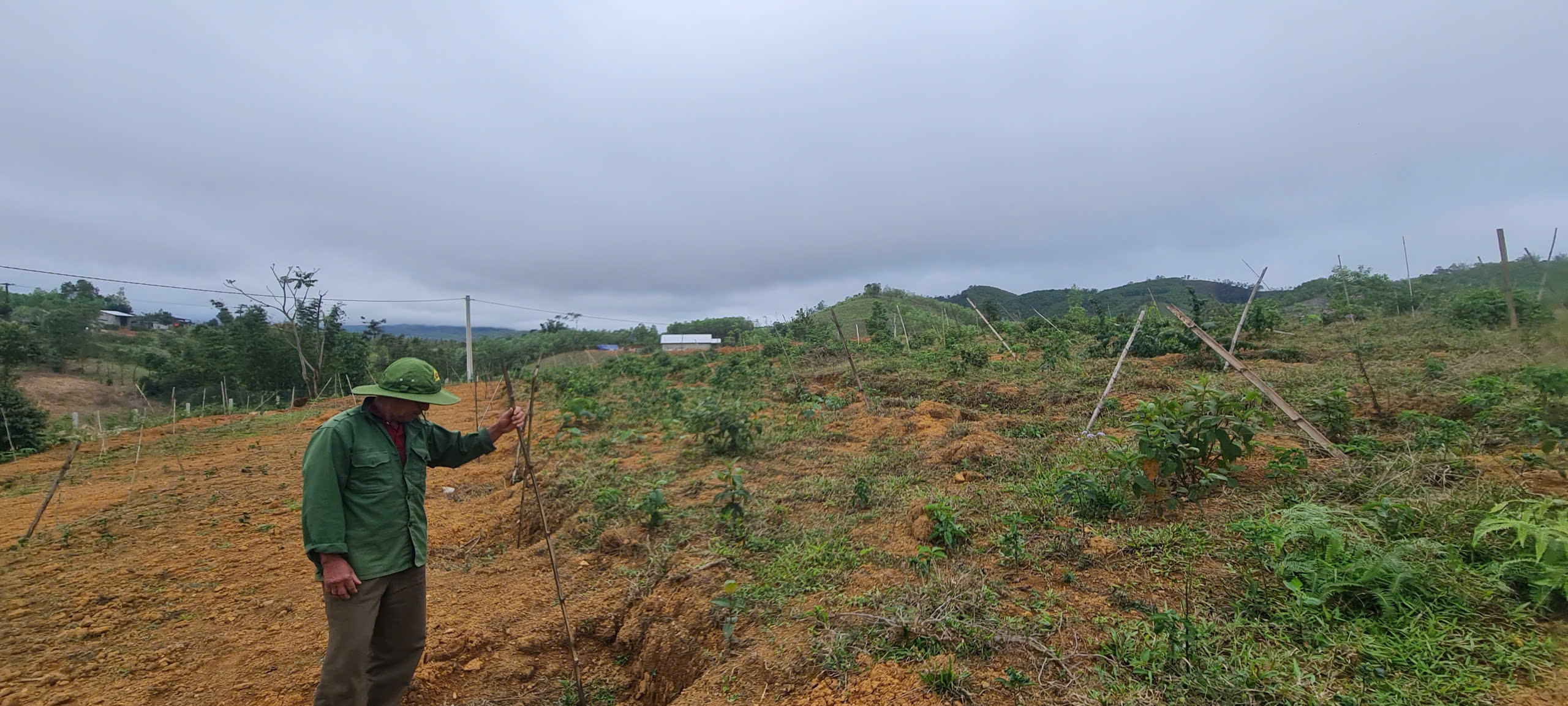 Doanh nghiệp hỗ trợ kinh phí và tiếp tục thực hiện dự án trồng cây dược liệu ở A Lưới