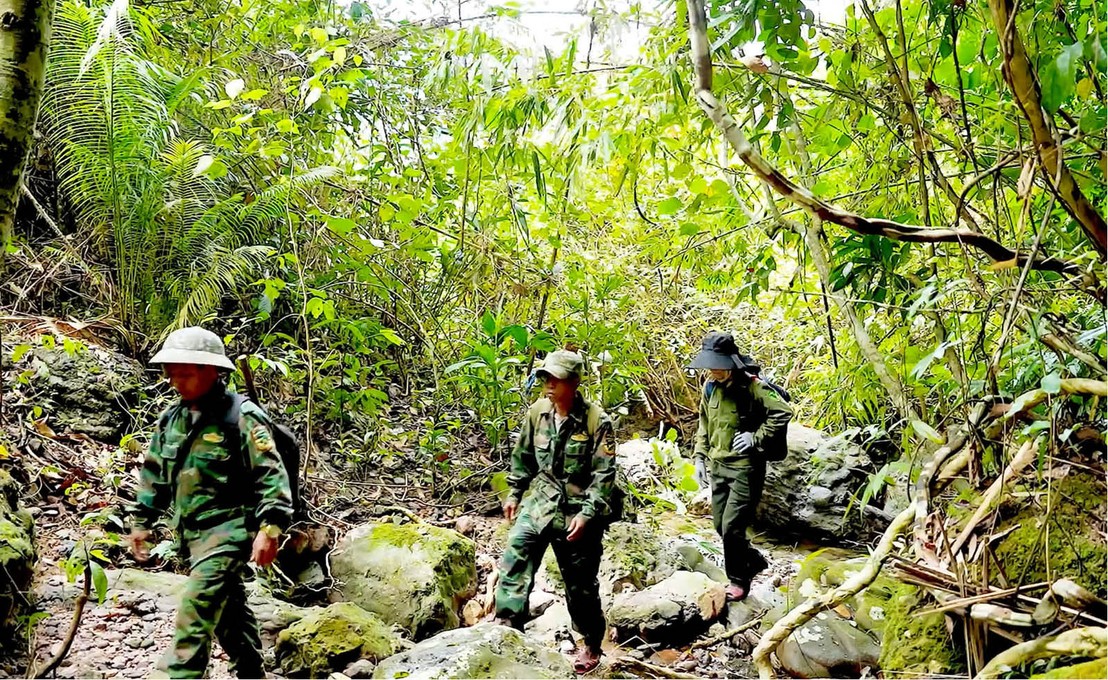 Đổi thay nhờ rừng