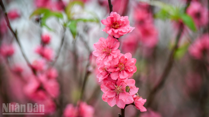 Thủ tướng Chính phủ đồng ý phương án nghỉ Tết Bính Ngọ 9 ngày liên tục