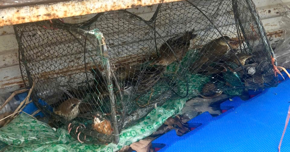 Thả số chim trời người dân mua bán trái phép về tự nhiên