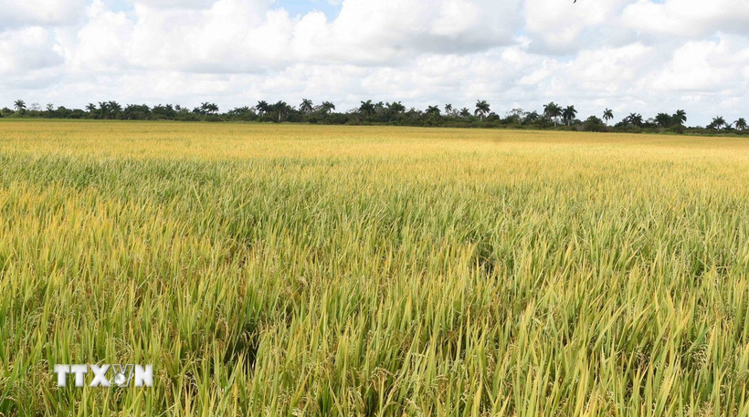 Việt Nam hỗ trợ hạt giống cho vụ lúa năm 2026 của Cuba