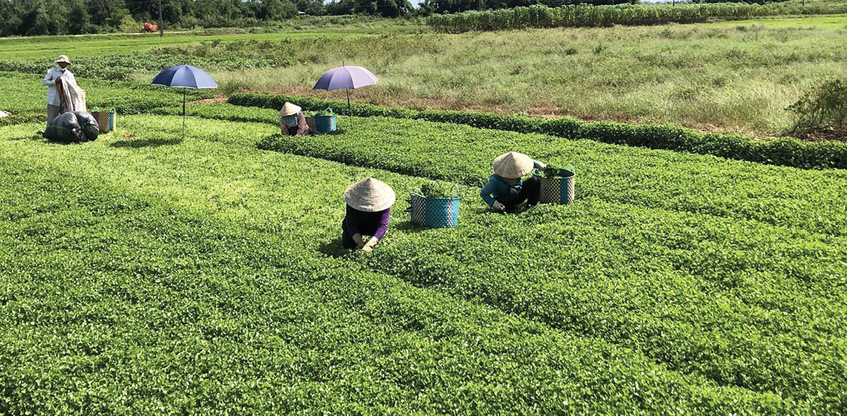 Linh hoạt chuyển đổi, gắn sản xuất với thị trường