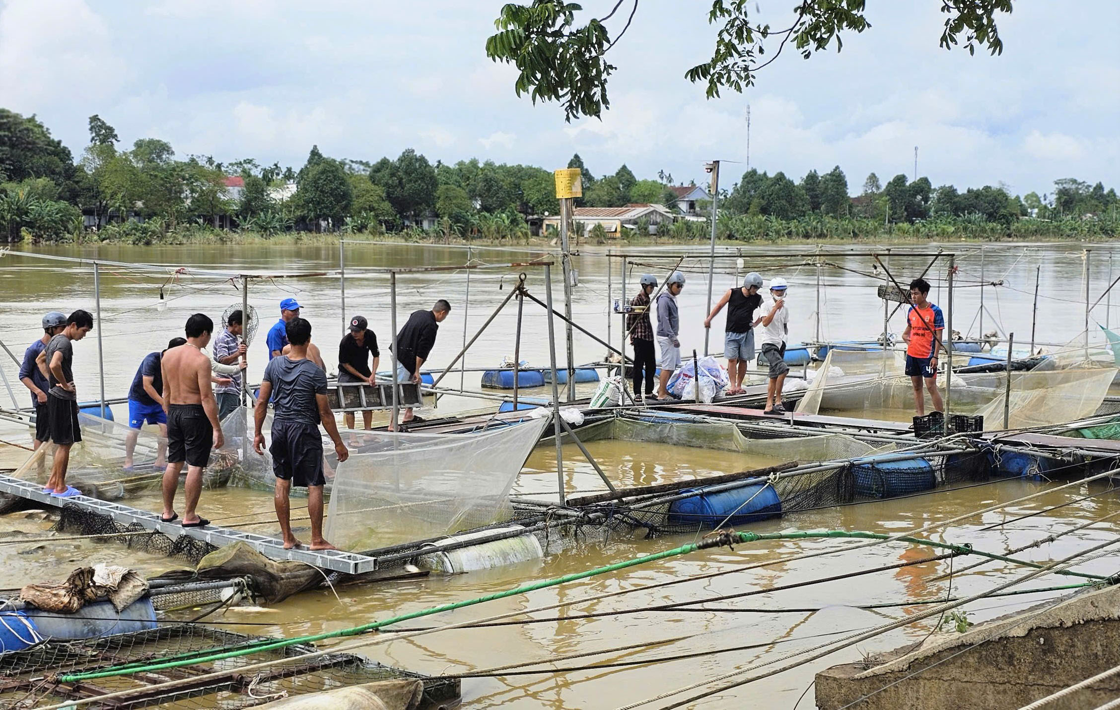 Giải cứu cá lồng ngộp nước lũ