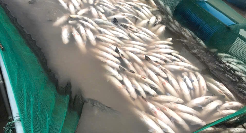 Thống kê thiệt hại số cá lồng chết do lũ ở xã Đan Điền để hỗ trợ người dân