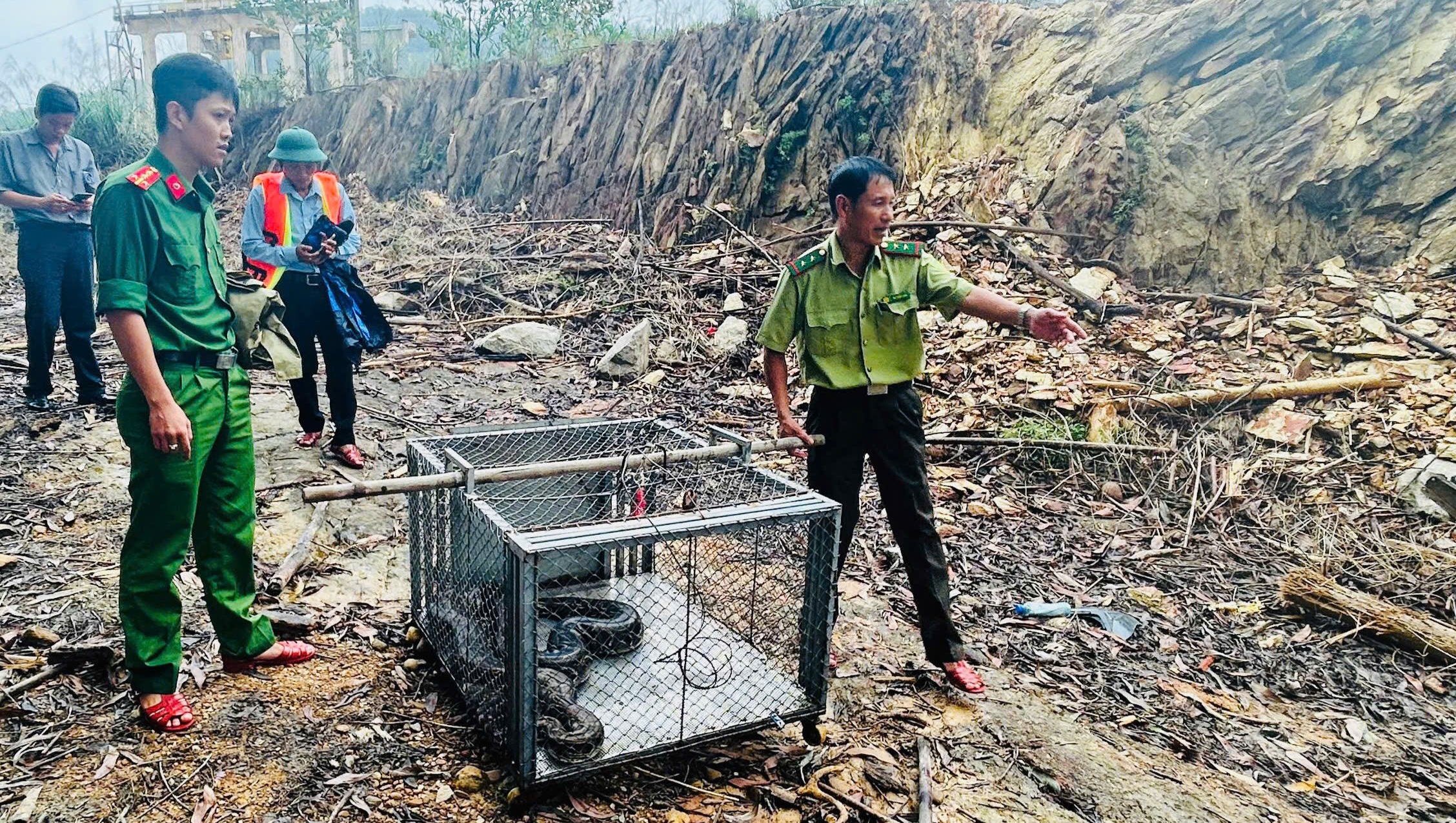 Thanh Thủy Thả cá thể trăn đất quý hiếm về môi trường tự nhiên
