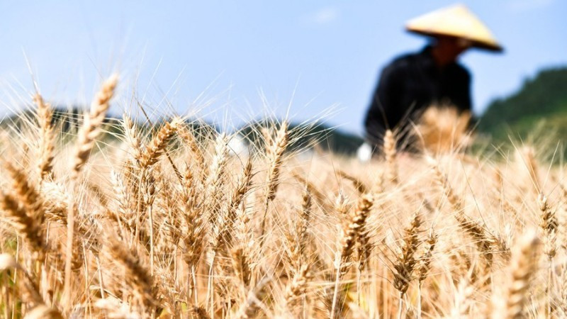 Nông nghiệp toàn cầu thiệt hại khoảng 3 260 tỷ USD do thiên tai