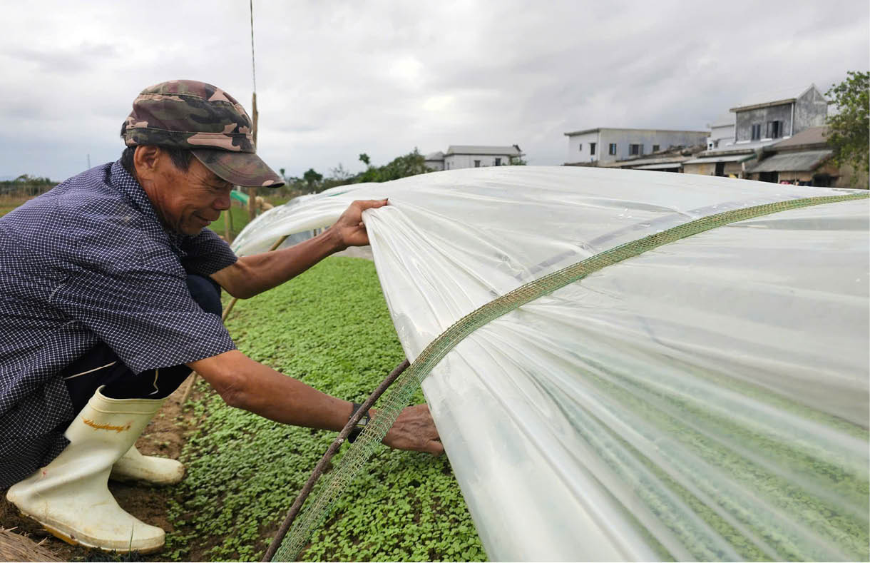 Những mầm non lại xanh sau lũ