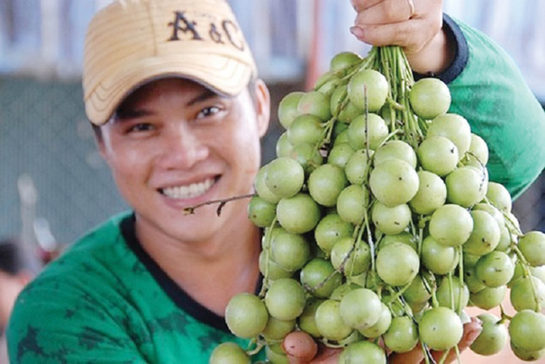 Đi tìm “thơm” trong câu ca dao xứ Truồi