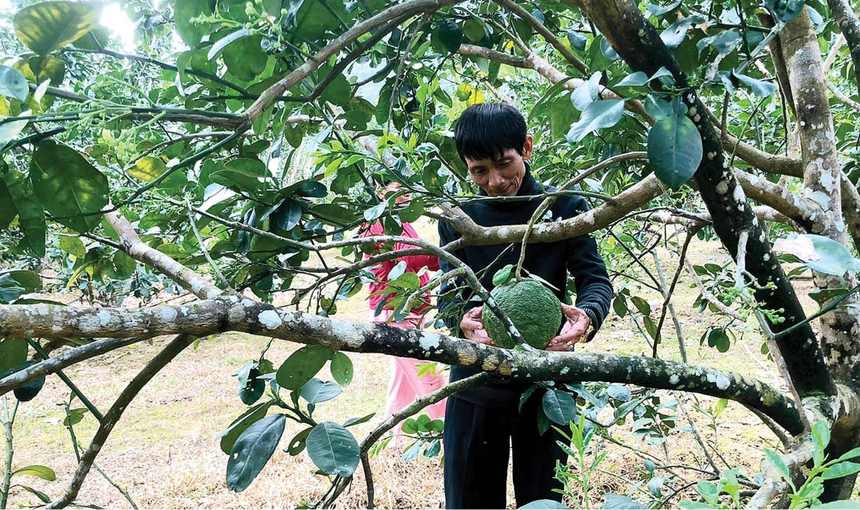 Cầu nối tín dụng trao “cần câu” cho nông dân vượt nghèo