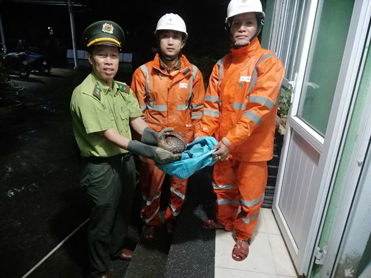 Tiếp nhận và thả cá thể tê tê về môi trường tự nhiên