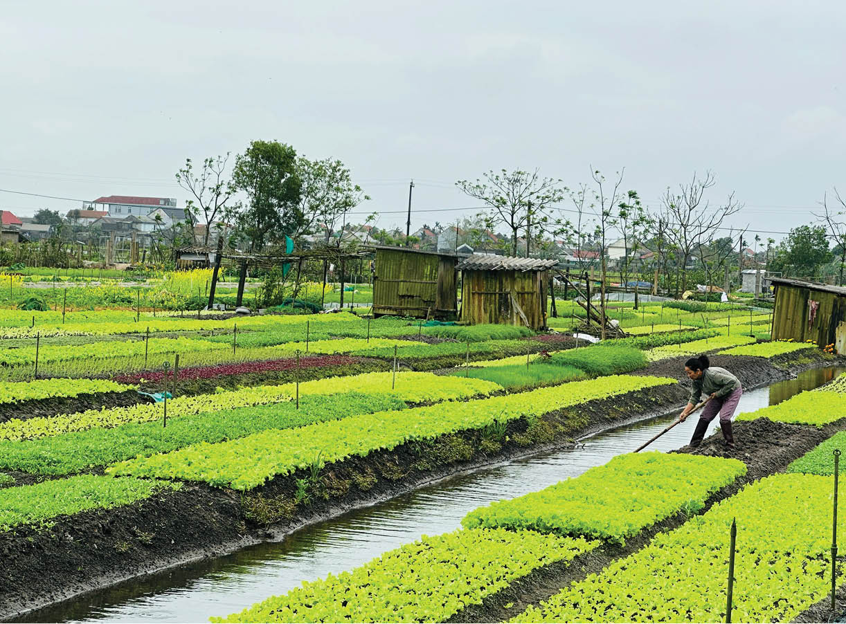 Vùng thấp trũng vươn lên