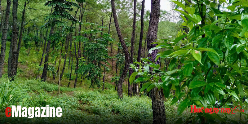 Rừng mưa nhiệt đới giữa lòng thành phố