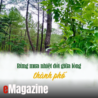 Rừng mưa nhiệt đới giữa lòng thành phố