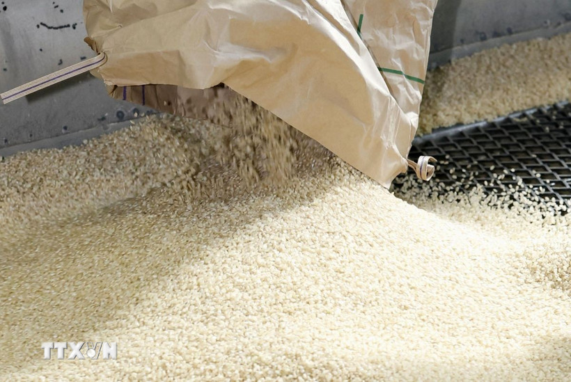 Dự báo năm 2026 Nguồn cung cao, giá gạo thế giới tiếp tục chịu áp lực