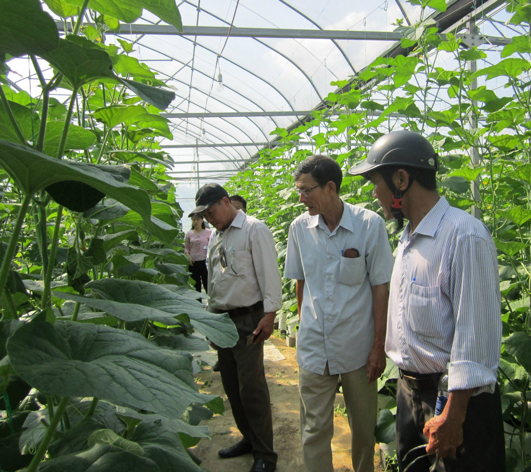 Cơ cấu lại ngành nông nghiệp theo hướng sản xuất hàng hóa tập trung