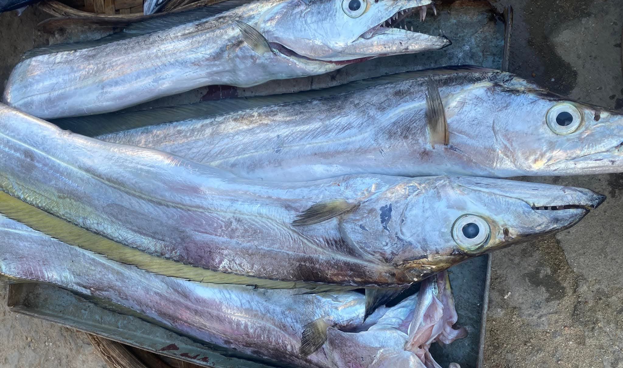 Hồi sinh vùng lộng