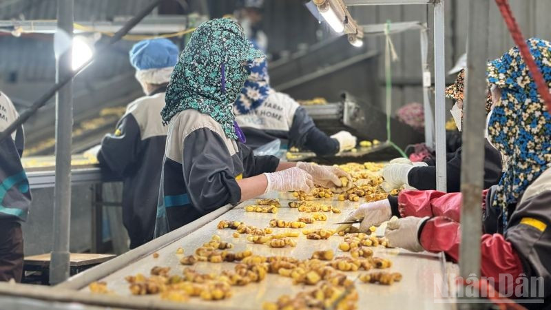 Gia vị Việt tranh thủ lợi thế từ thuế suất 0 của Mỹ