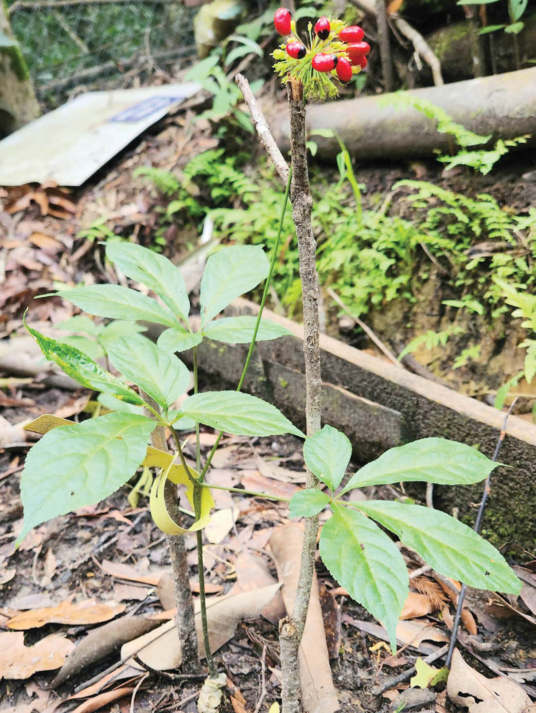 Di thực sâm Ngọc Linh về Huế Hướng đi tiềm năng