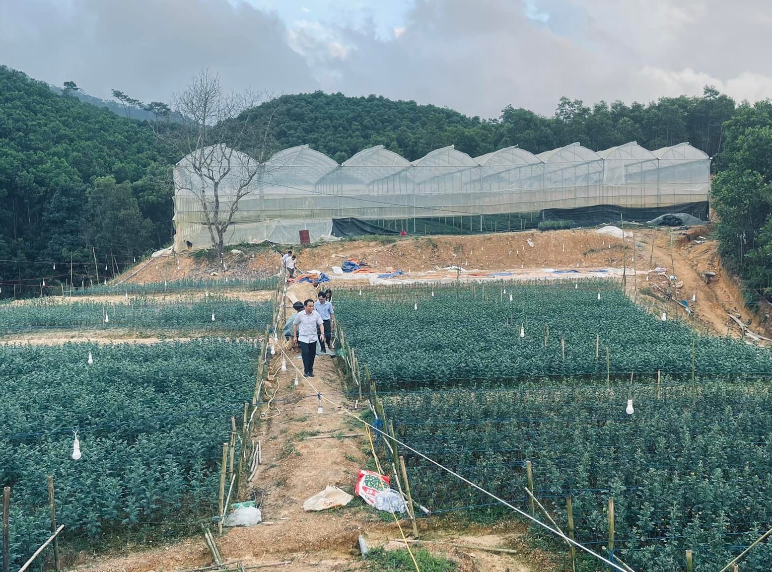 Sẽ cơ cấu lại ngành nông nghiệp theo hướng sản xuất hàng hóa tập trung trong năm 2026