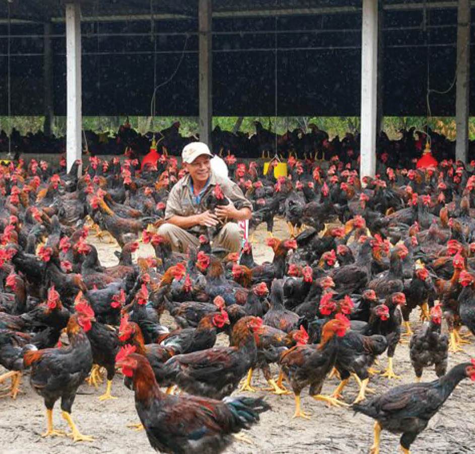 Cơ hội mới từ mô hình nuôi gà kiến