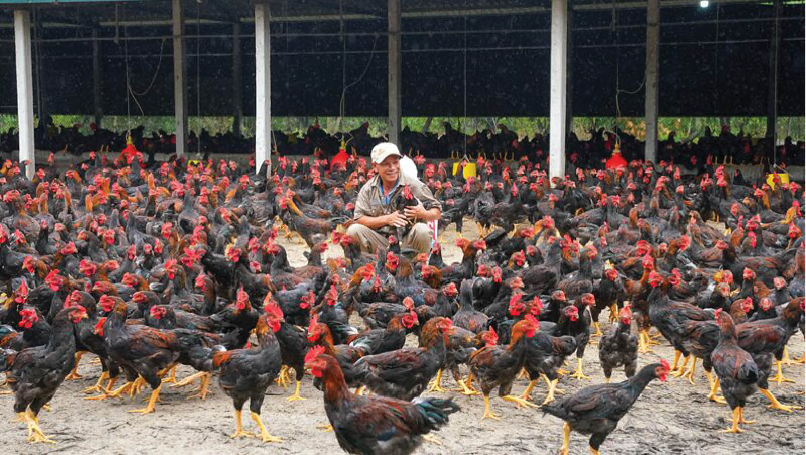 Cơ hội mới từ mô hình nuôi gà kiến